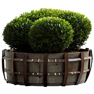 Boxwood Outdoor Png 1 PNG Image