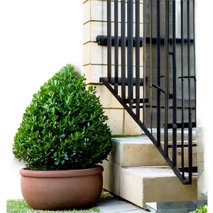 Boxwood Outdoor Png Xxn74 PNG Image