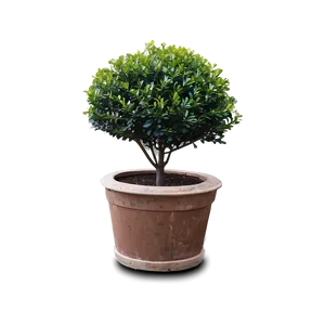 Boxwood Shrub Png Eaf PNG Image