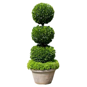 Boxwood Topiary Png Bpt87 PNG Image