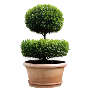 Boxwood Topiary Png Rbn PNG Image