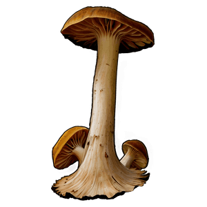 Bracket Fungus PNG 06242024 PNG