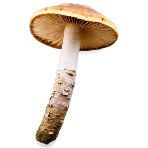 Bracket Fungus PNG 28 PNG