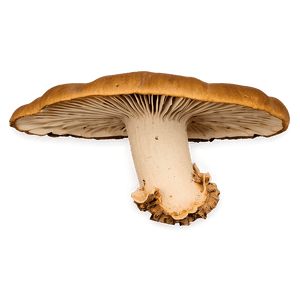 Bracket Fungus PNG ifu35 PNG
