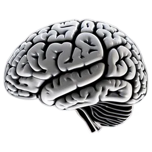 Brain Shape Outline Png 98 PNG Image