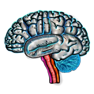 Brain Structure Outline Png 99 PNG Image