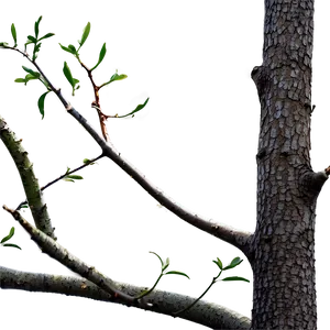 Branches Frame Png 56 PNG Image