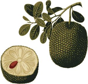 Food,fruit,tropical Fruit - Jackfruit, HD Png Download PNG image with transparent background
