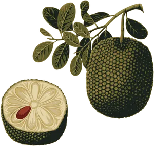 Breadfruit Branchand Cross Section Illustration PNG Image