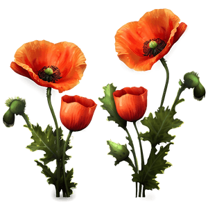 Bright Poppy Background PNG sel PNG image with transparent background