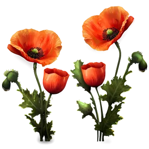 Bright Poppy Background Png Sel PNG Image