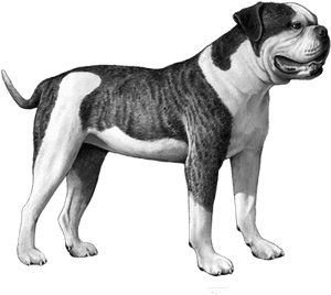 Brindle Bulldog Standing Profile PNG image with transparent background