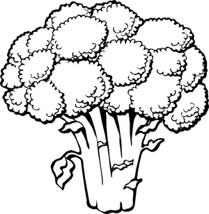 Broccoli Line Art Illustration PNG Image