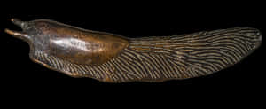 Bronze Snail Sculpture PNG