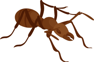 Ant Png Clip Art - Clip Art Ant Png, Transparent Png PNG image with transparent background