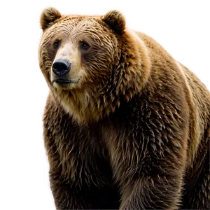 Brown Bear Png Qfr PNG Image