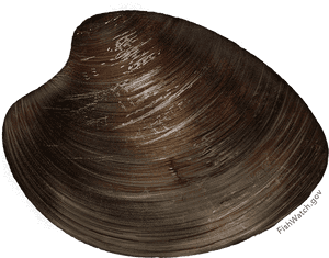 Hard Clam/ocean Quahog - Baltic Clam, HD Png Download PNG with transparent background