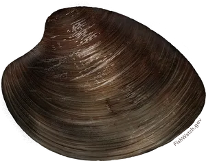 Brown Clam Shell Texture PNG Image