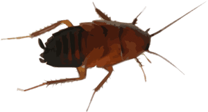 Cockroach Drawing - Cock Roaches In Tennessee, HD Png Download PNG