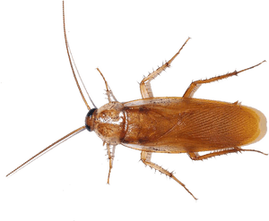 Brown Cockroach Isolated Image PNG