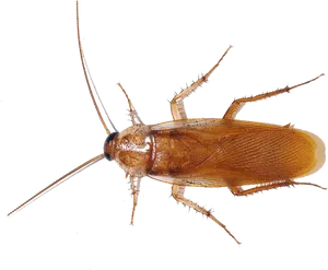 Brown Cockroach Isolated Image PNG Image