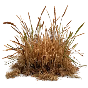 Brown Dead Grass Png Syu48 PNG Image