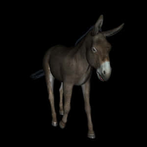 Brown Donkey Black Background PNG image with transparent background