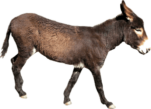 Donkey Png File - Transparent Background Donkey Png, Png Download PNG image with transparent background
