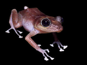 Brown Frog Black Background PNG image with transparent background