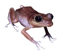 Brown Frog Black Background PNG Image