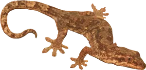 Brown Geckoon Transparent Background PNG Image