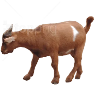 Brown Goat Transparent Background.png PNG Image