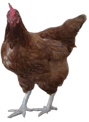 Brown Hen Standing Transparent Background PNG Image