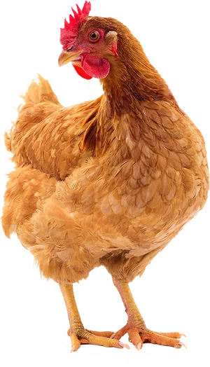 Brown Hen Standing Transparent Background PNG Image