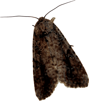 Moth Png Background Image - Portable Network Graphics, Transparent Png PNG