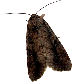 Brown Moth Profile PNG Image