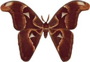 Butterfly House At Put In Bay - Moth Butterfly Identification, HD Png Download PNG