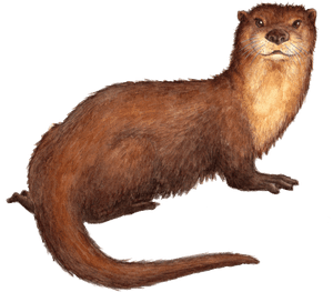 Drawn Otter Sea Mink - Sea Mink Extinct Transparent, HD Png Download PNG image with transparent background