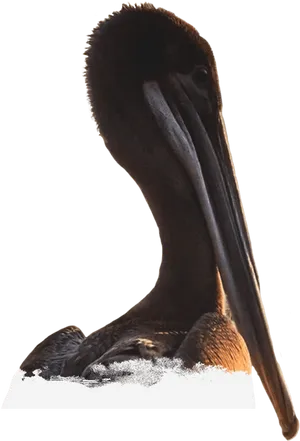 Brown Pelican Portrait PNG Image