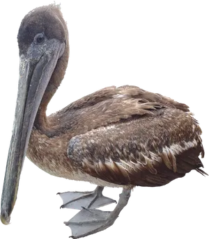 Brown Pelican Profile PNG Image