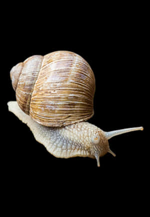 Brown Snail Black Background PNG