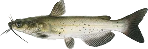 Brown Spotted Catfish Illustration PNG Image