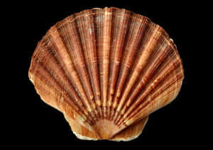 Brown Striped Scallop Shell PNG image with transparent background