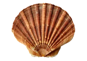 Brown Striped Scallop Shell PNG Image