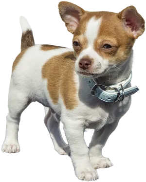 Brown White Chihuahua Puppy Blue Collar PNG Image