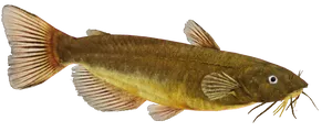 Brown Yellow Catfish Isolated PNG Image