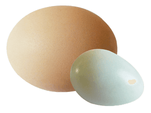 Brownand White Eggs Simple Background PNG image with transparent background