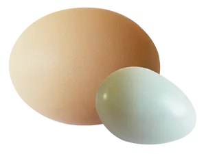 Brownand White Eggs Simple Background PNG Image
