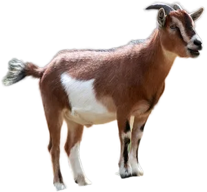 Brownand White Goat Isolatedon Black PNG Image