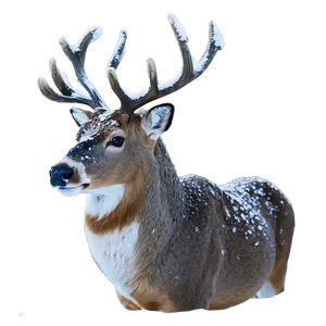 Buck In Snowstorm Png Qbn PNG Image